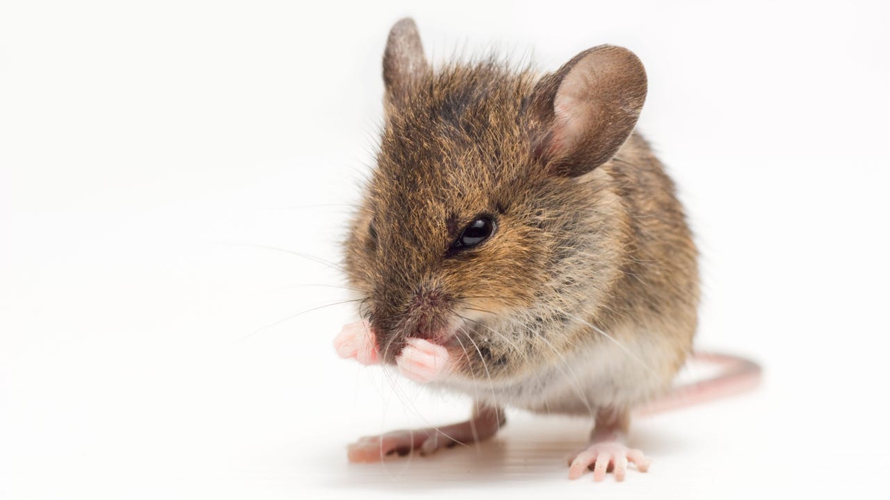 Shadow#Reactor Uses Text Files to Deliver Remcos RAT