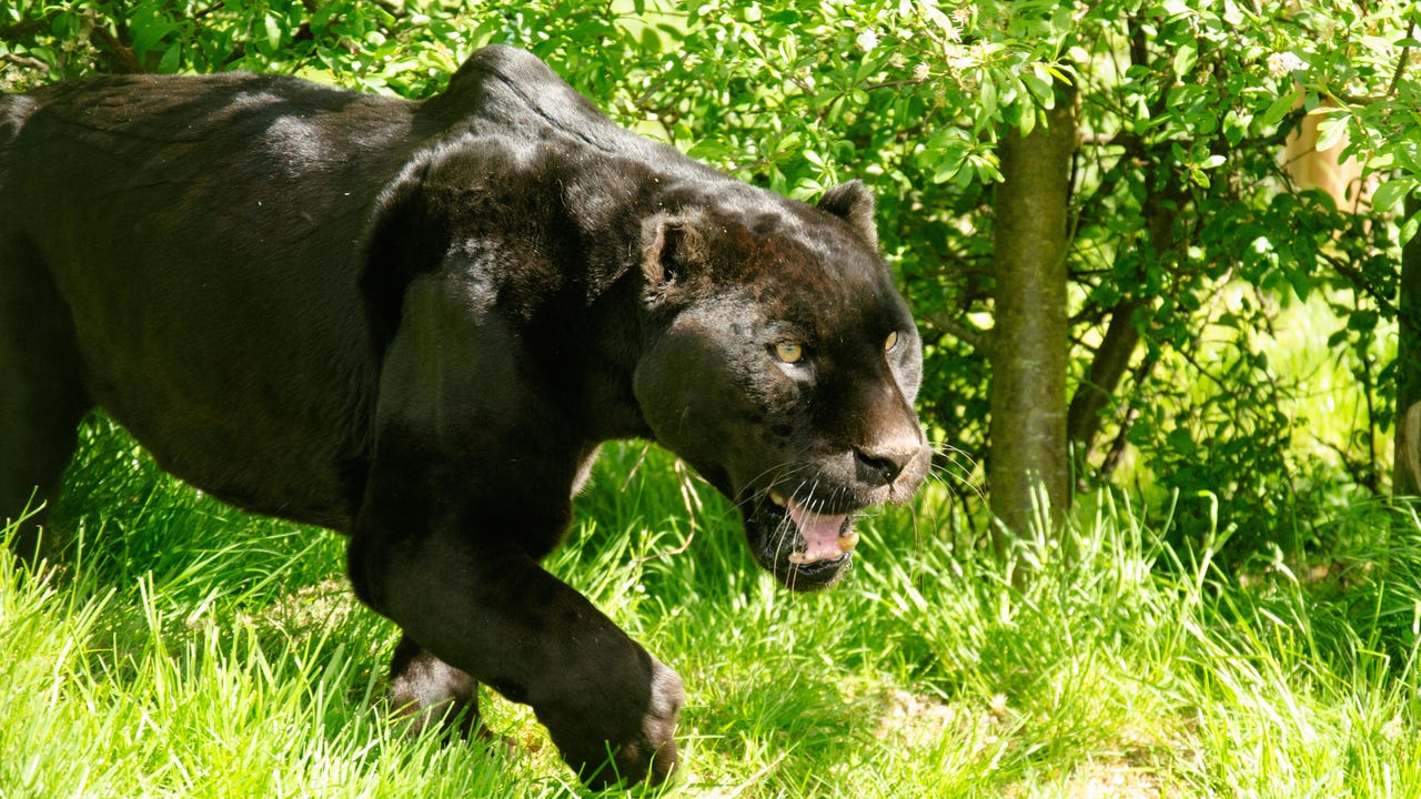 US Cyber Pros Plead Guilty Over BlackCat Ransomware Activity