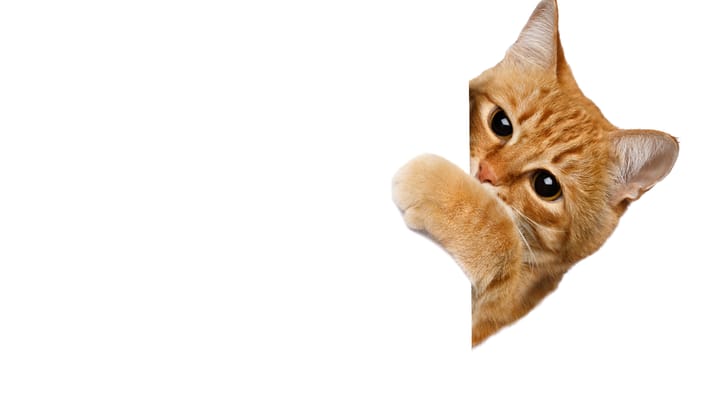 Cat peek seregaff getty